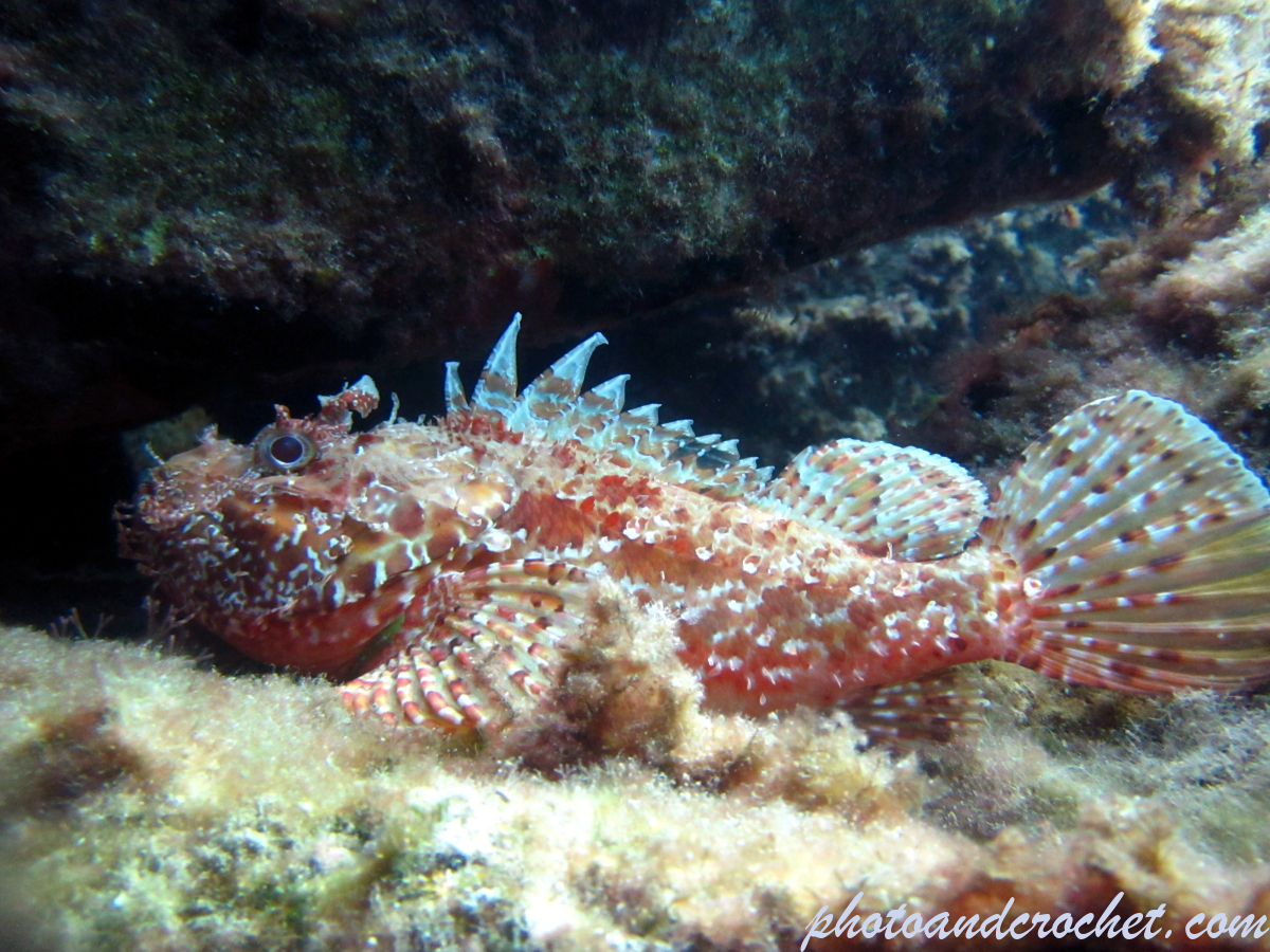 Scorpionfish - Image